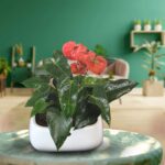 Red Anthurium In Ceramic White Pot