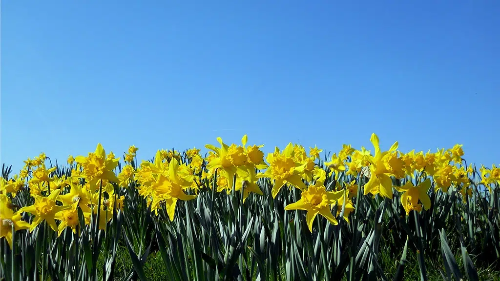 Eternal Sunshine: Celebrating March Birthdays with The Daffodil